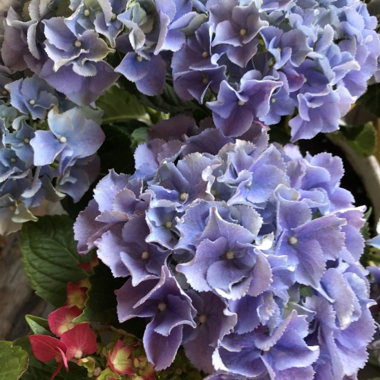 Гортензія Pandora 1,5 л