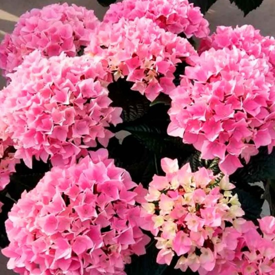 Гортензія Pandora 1,5 л