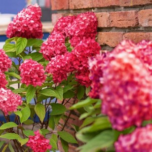 Гортензія Petite cherry 1,5 л