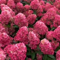 Гортензія Petite cherry 1,5 л