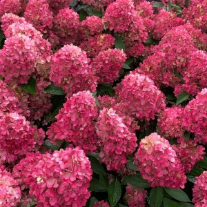 Гортензія Petite cherry 1,5 л