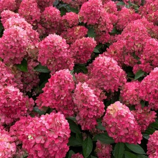 Гортензія Petite cherry 1,5 л