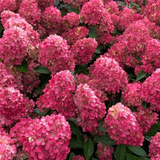 Гортензія Petite cherry 1,5 л