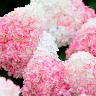 Гортензія Pink & Rose 1,5 л