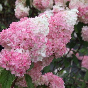 Гортензія Pinky promise 1,5 л
