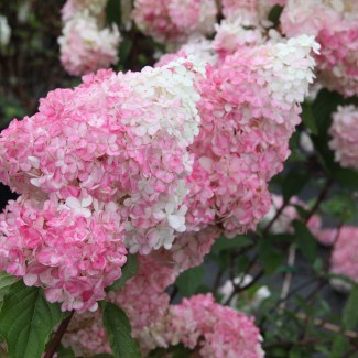 Гортензія Pinky promise 1,5 л