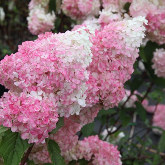 Гортензія Pinky promise 1,5 л