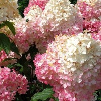 Гортензія Pinky promise 1,5 л