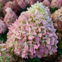 Гортензія Pixio 1,5 л