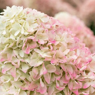 Гортензія Pixio 1,5 л