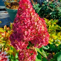 Гортензія Royal flower 1,5 л