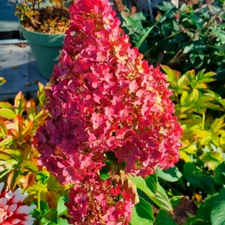 Гортензія Royal flower 1,5 л