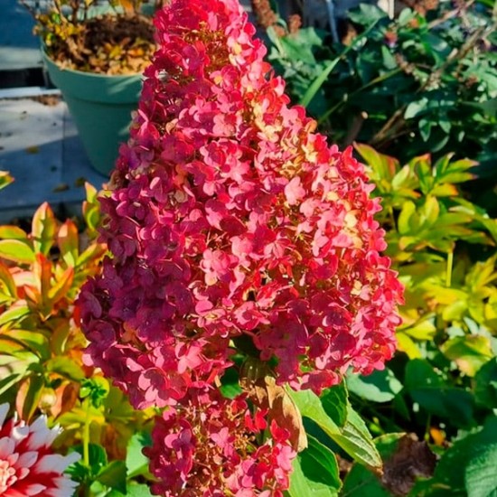 Гортензія Royal flower 1,5 л