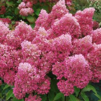 Гортензія Royal flower 1,5 л