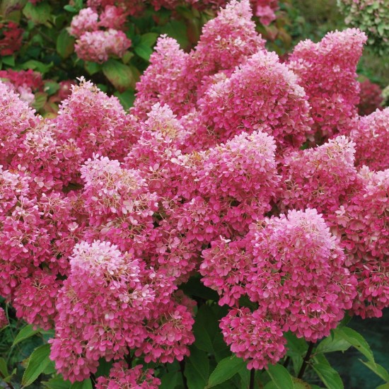 Гортензія Royal flower 1,5 л