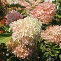 Гортензія Skyfall 1,5 л