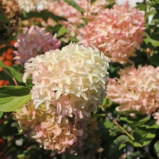 Гортензія Skyfall 1,5 л