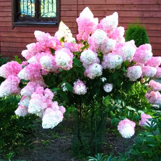 Гортензія Sundae Fraise 1,5 л