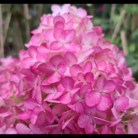 Гортензія Sundae Fraise 1,5 л