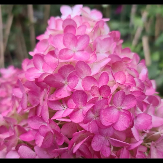 Гортензія Sundae Fraise 1,5 л