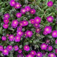 Делосперма Arena р9