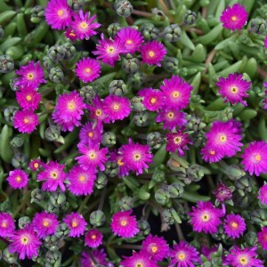 Делосперма Arena р9