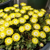 Делосперма Arena р9