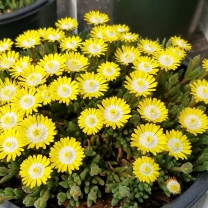 Делосперма Sundella lime р9