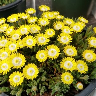 Делосперма Sundella lime р9