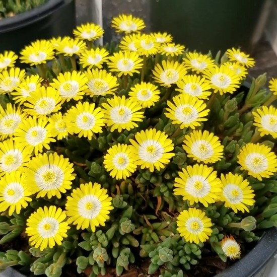 Делосперма Arena р9