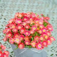 Делосперма Arena р9