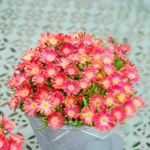 Делосперма Arena р9