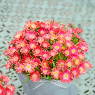 Делосперма Arena р9