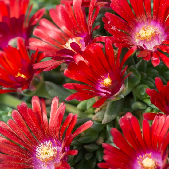 Делосперма №8 Sundella Red р9