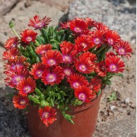 Делосперма червона 1.5 л