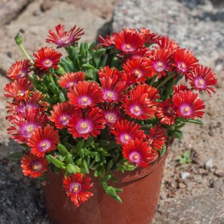 Делосперма червона 1.5 л