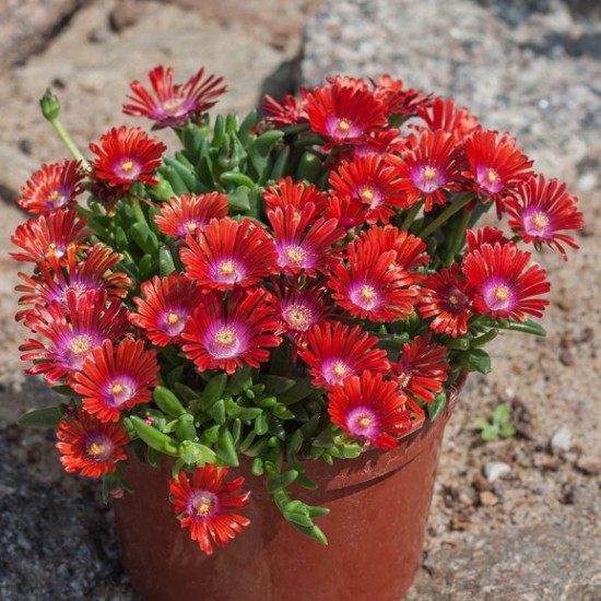 Делосперма червона 1.5 л