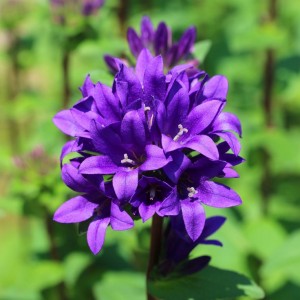 Дзвоник Bellefleur Violet p9