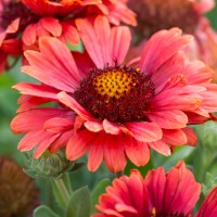 Гайлардія Guapa Red р9