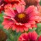 Гайлардія Guapa Red р9