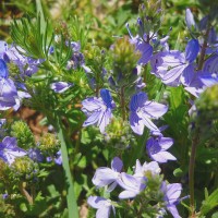 Вероніка австрійська р9