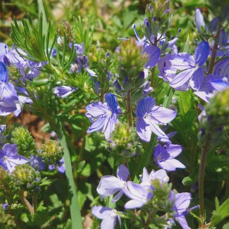 Вероніка австрійська р9