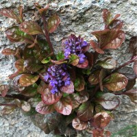 Аюга(живучка)  Mahogany 2 л