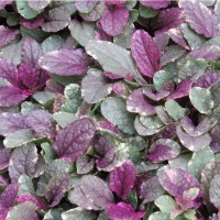 Аюга (живучка) Burgundy Glow р9