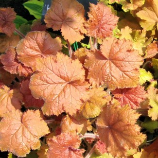 Гейхера №14 Kassandra 2 л