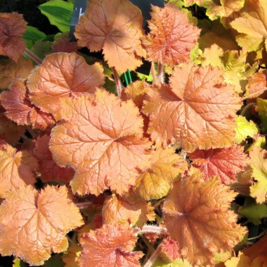 Гейхера №14 Kassandra 2 л