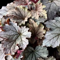 Гейхера №16 Plum Cascade 2 л