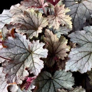 Гейхера №16 Plum Cascade 2 л