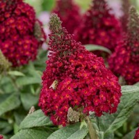 Будлея Little Ruby р9