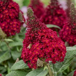 Будлея Little Ruby р9